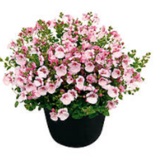 Diascia appel roze