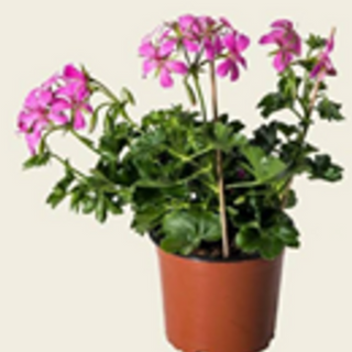 Hanggeranium roze