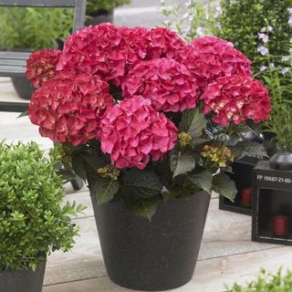 Hortensia rood Main Image