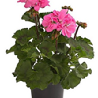 Geranium roze