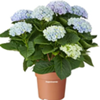 Hortensia blauw