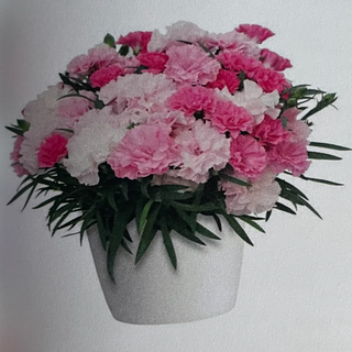 Dianthus I Love You (meerjarig vorstvrij overwinteren)