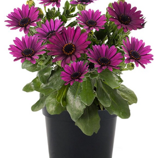 Osteospermum paars