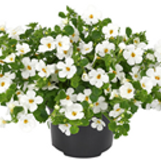 Bacopa wit Main Image