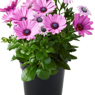 Osteospermum roze Main Image