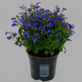 Lobelia blauw Main Image