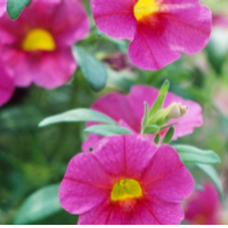 Calibrachoa Million Bells roze Main Image