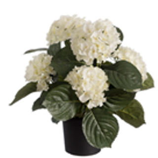 Hortensia wit