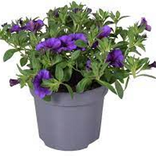 Calibrachoa Million Bells blauw