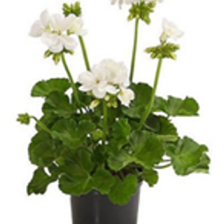 Geranium wit Main Image