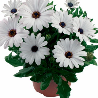 Osteospermum wit Main Image