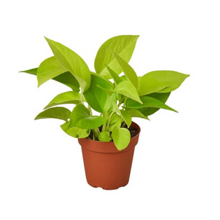 Golden Money Plant