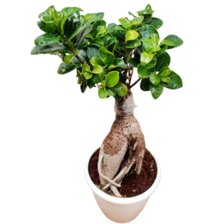 Ficus Bonsai 