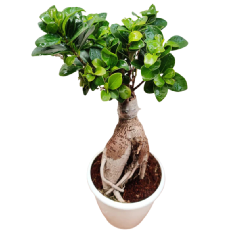 Ficus Bonsai 