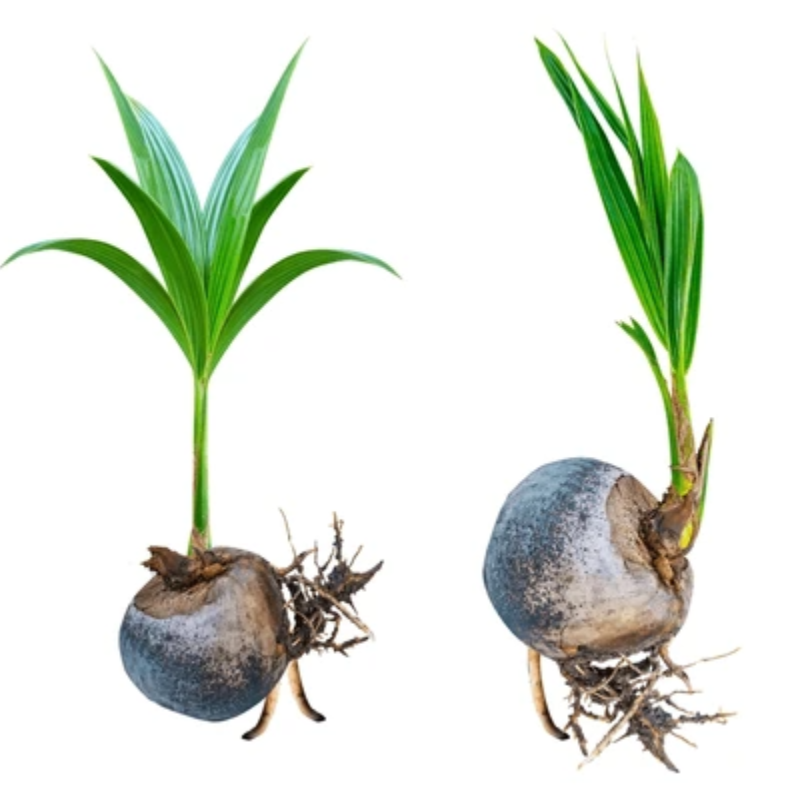 Coconut Plant  Main Image