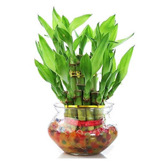 Bamboo Plant 2L (Only Plant)