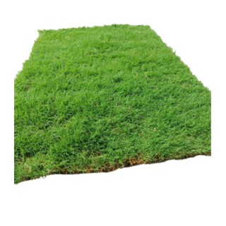 Selection One Grass (2.5 ft x 4 ft )