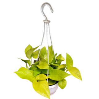 Golden Money Plant Hanging