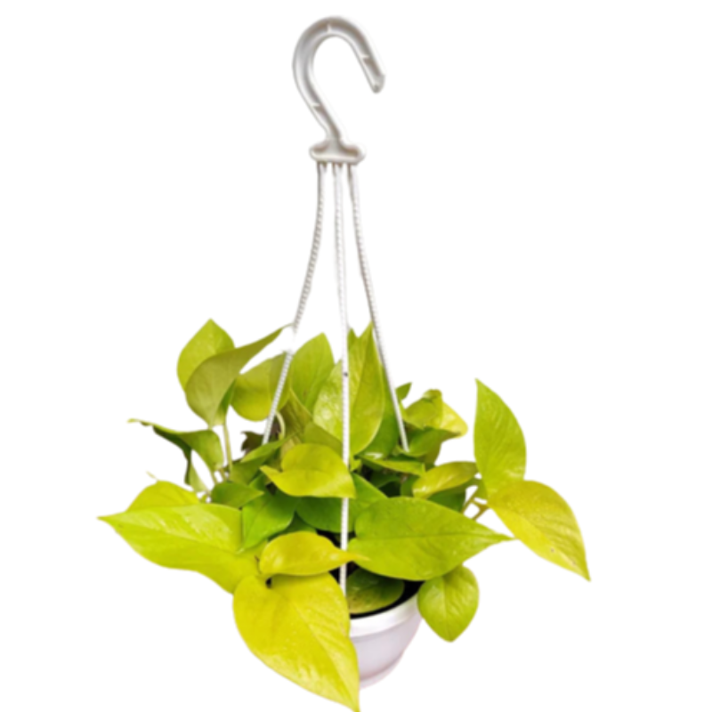 Golden Money Plant Hanging