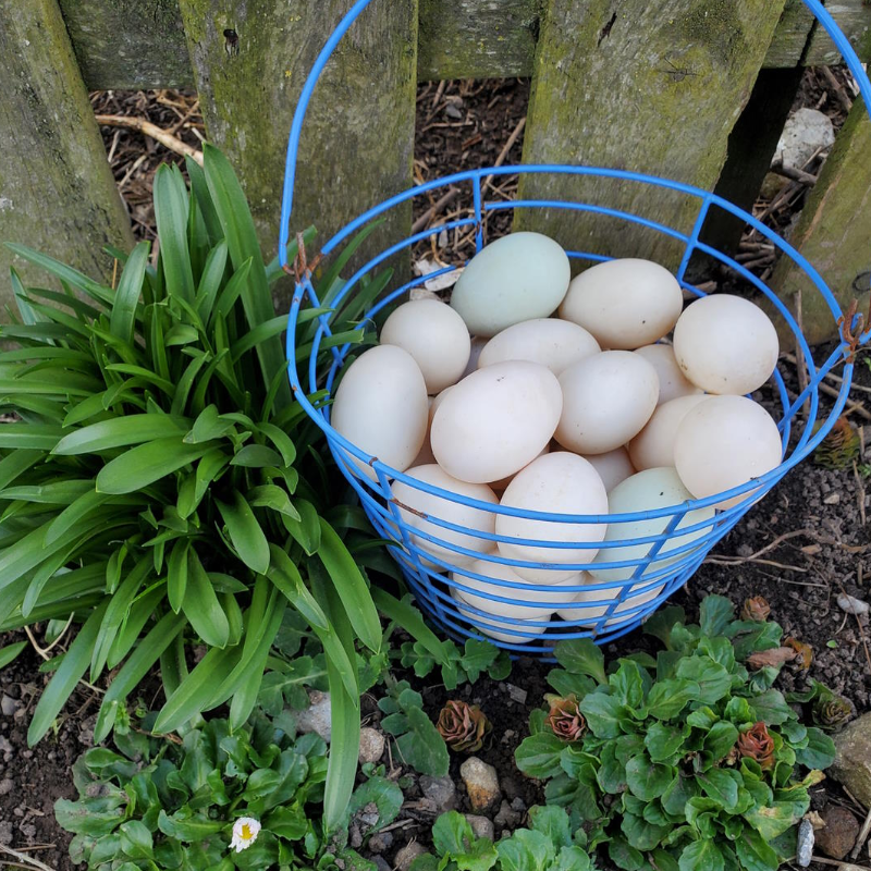 Duck Eggs