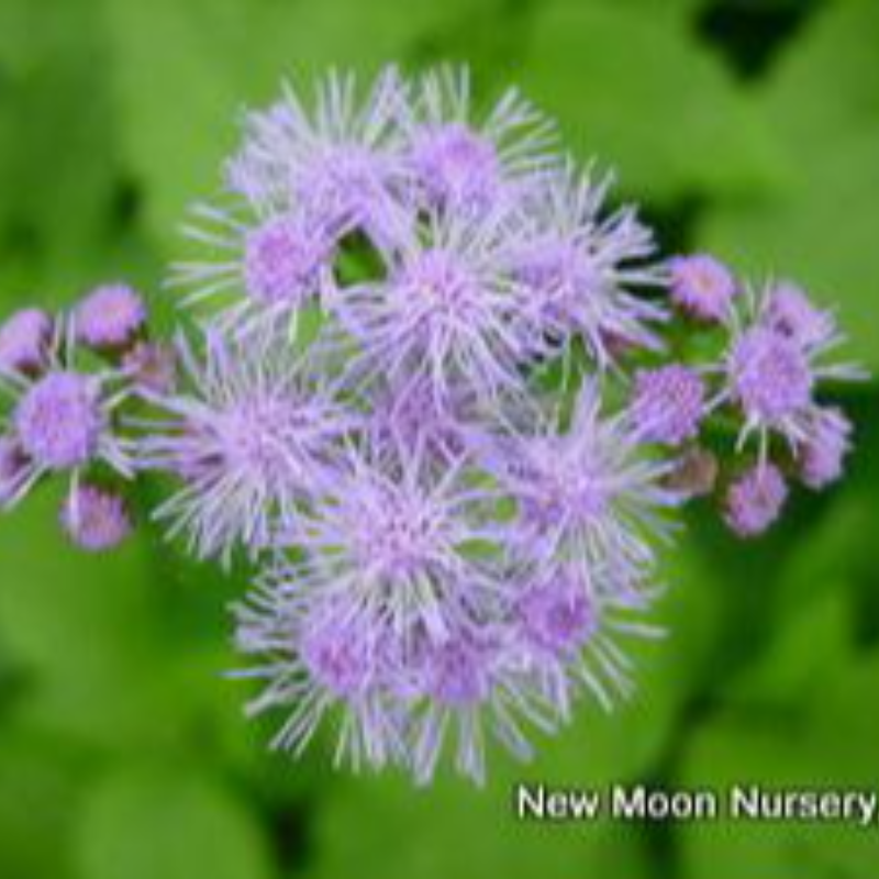 Blue Mistflower