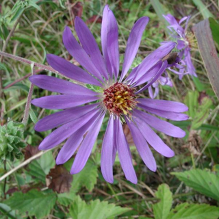 Showy Aster