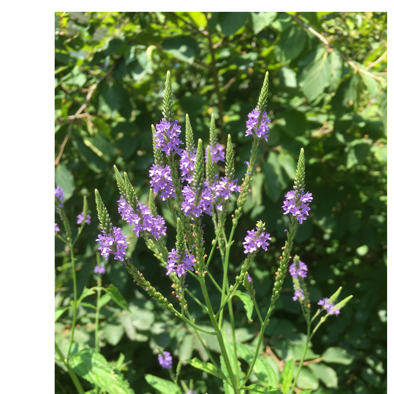 Blue Vervain