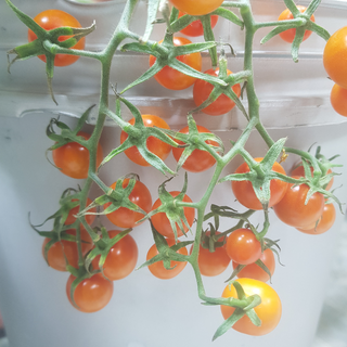 Cherry Tomatoes