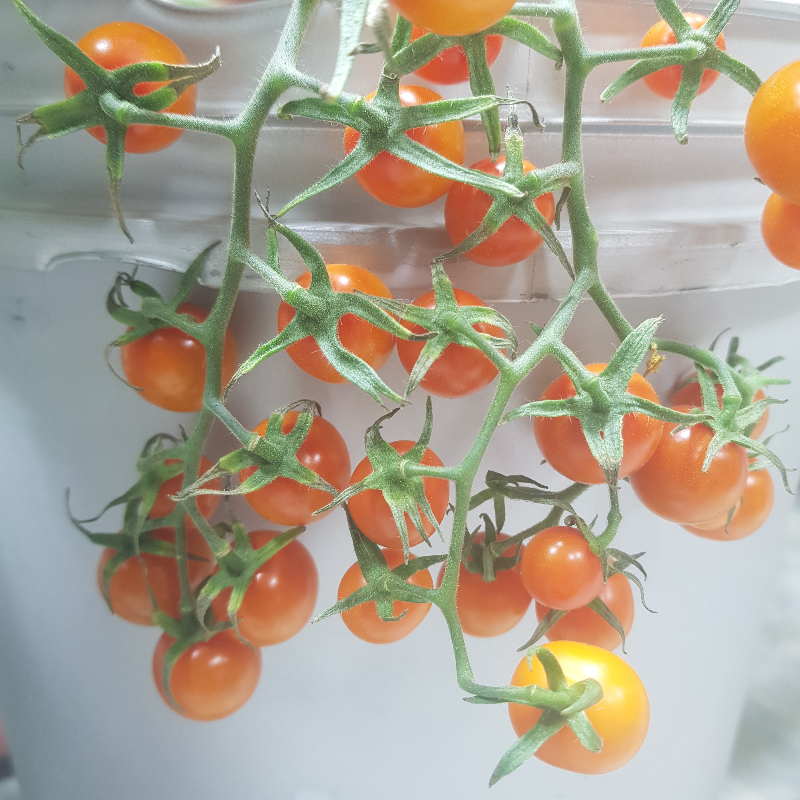 Cherry Tomatoes Main Image