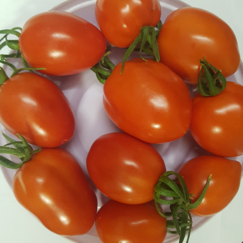 Plum Tomatoes Main Image