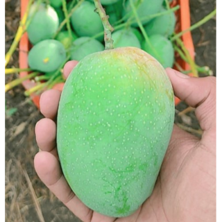 A Garde Devgad Kesar mango 2,8 kg box 