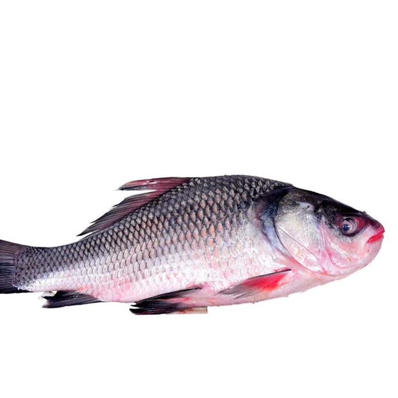 Katla big size 6 kgs plus
