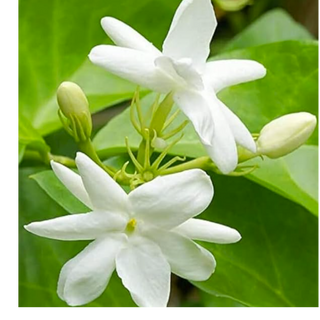 Jasmine flower (500 sek kg)