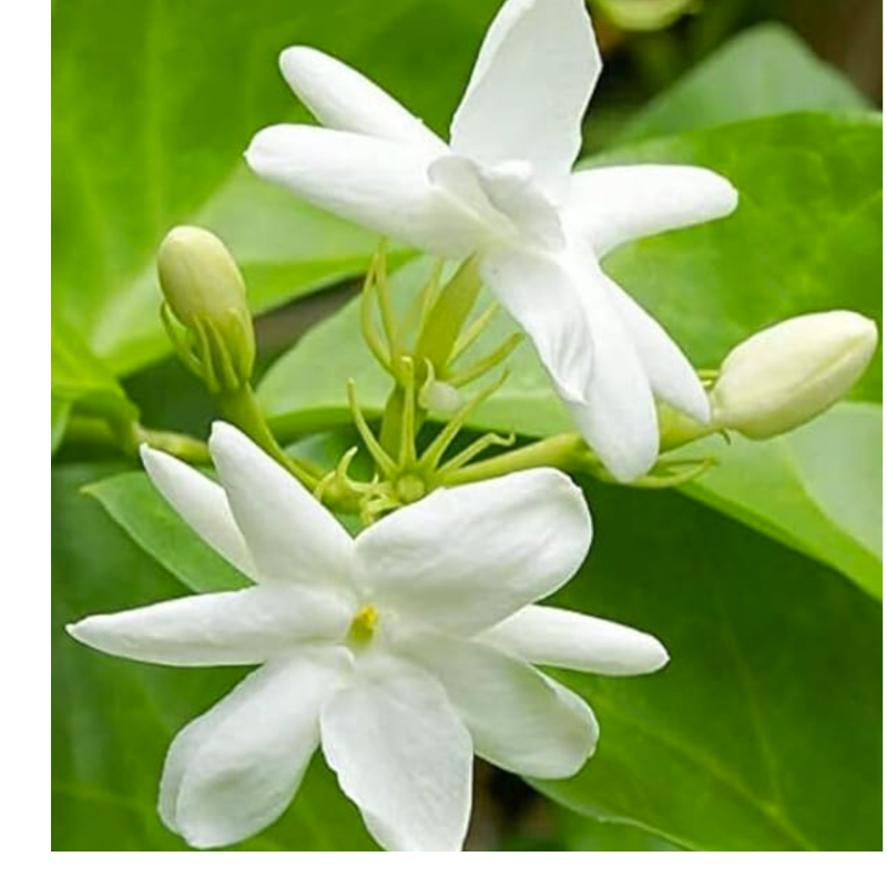 Jasmine flower (500 sek kg)