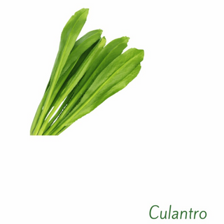 Culantro Moño