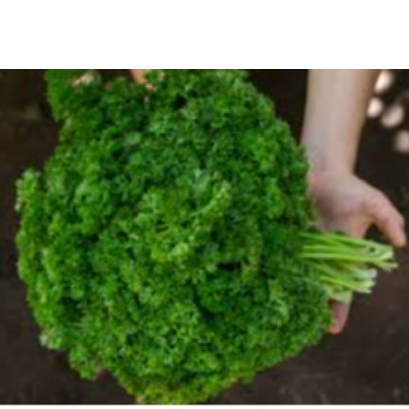 Perejil Nacional Lb.