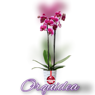 Orquídea 