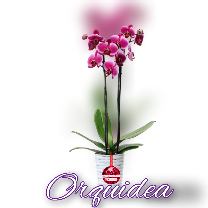 Orquídea  Main Image