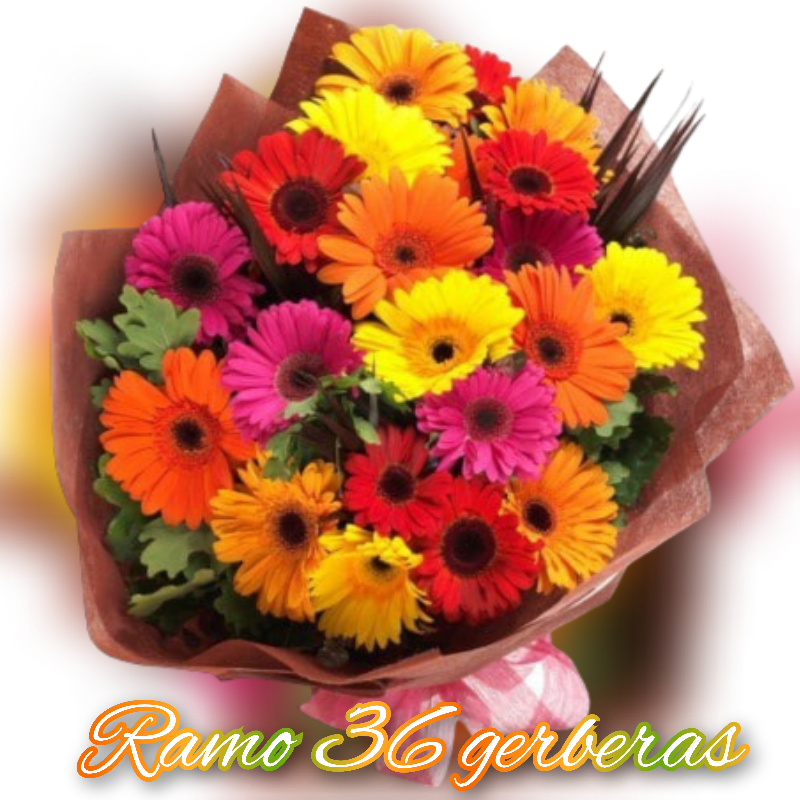 Ramo 36 gerberas  Main Image