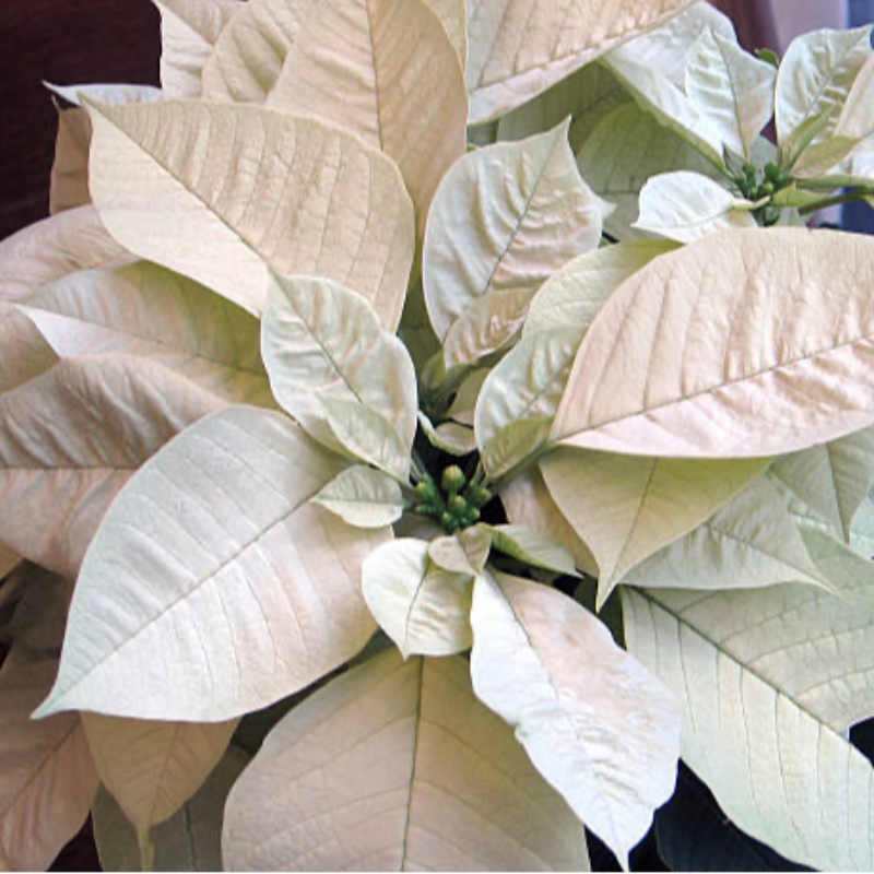 6” White Poinsettia Main Image