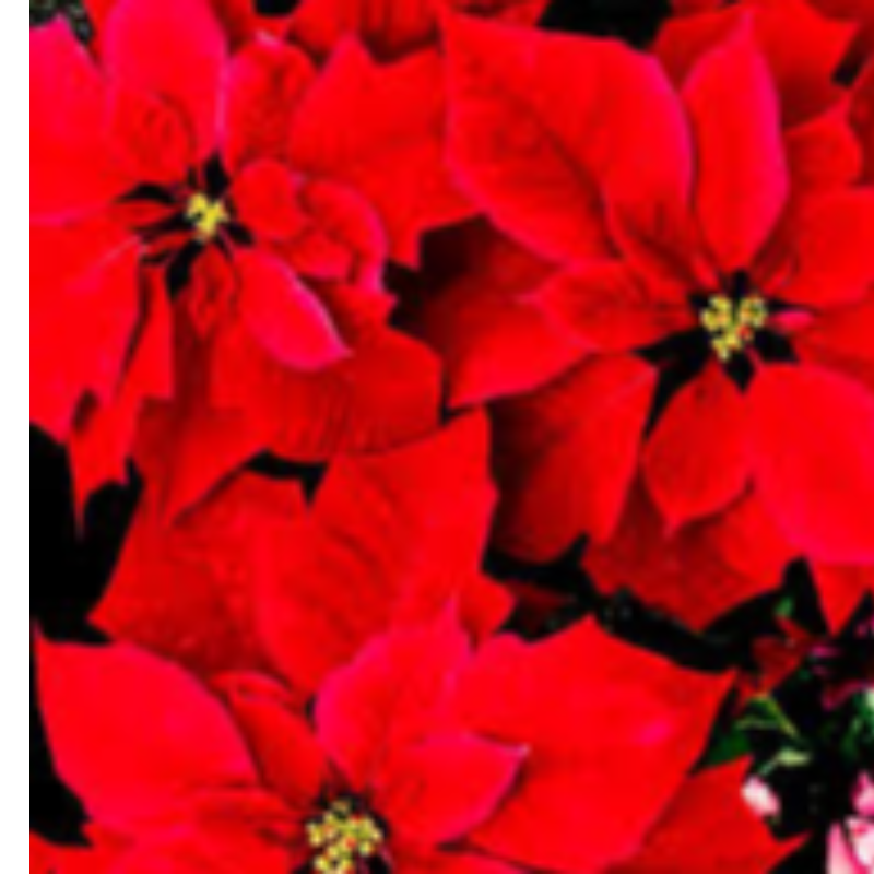 6” Red Poinsettia  Main Image