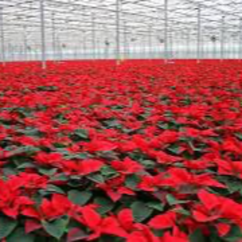 12” Poinsettia Centerpiece Bowl Main Image