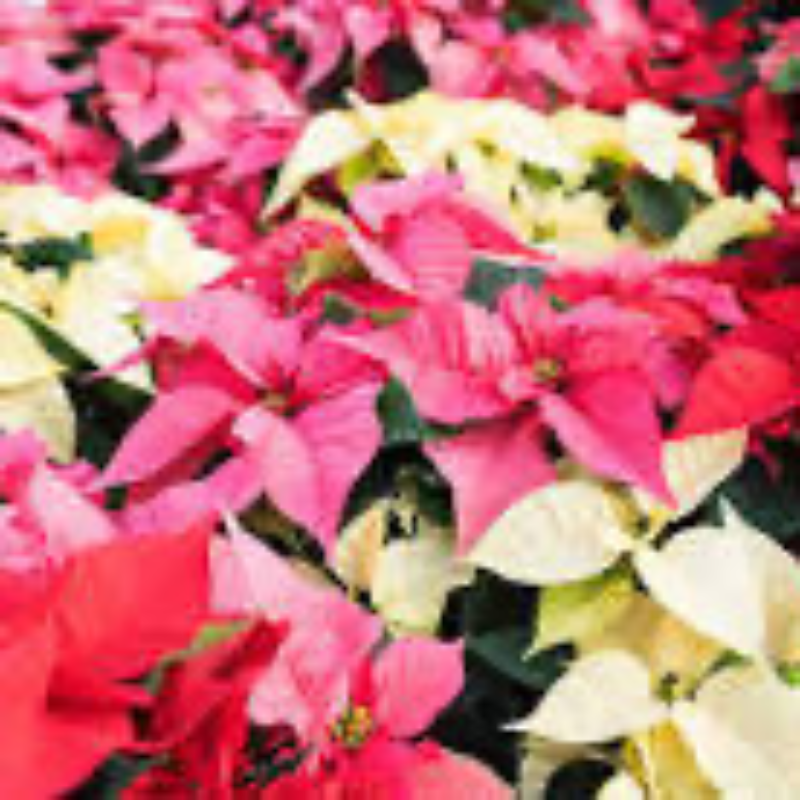 8” Pink Poinsettia  Main Image