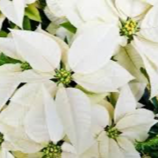 8” White Poinsettia 
