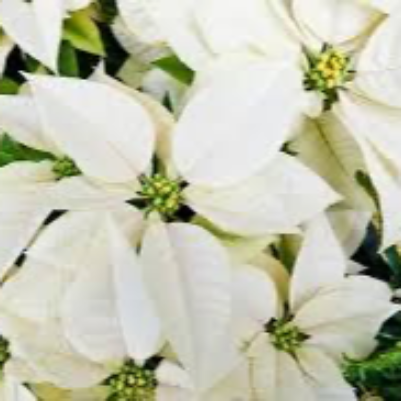 8” White Poinsettia  Main Image