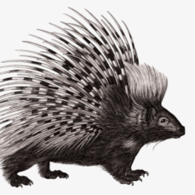 MENTOR MATHEMATICS GRADE 1 PUPILS BOOK	