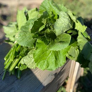 Mustard Greens 