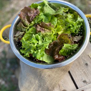 Loose Leaf Salad Mix  Image