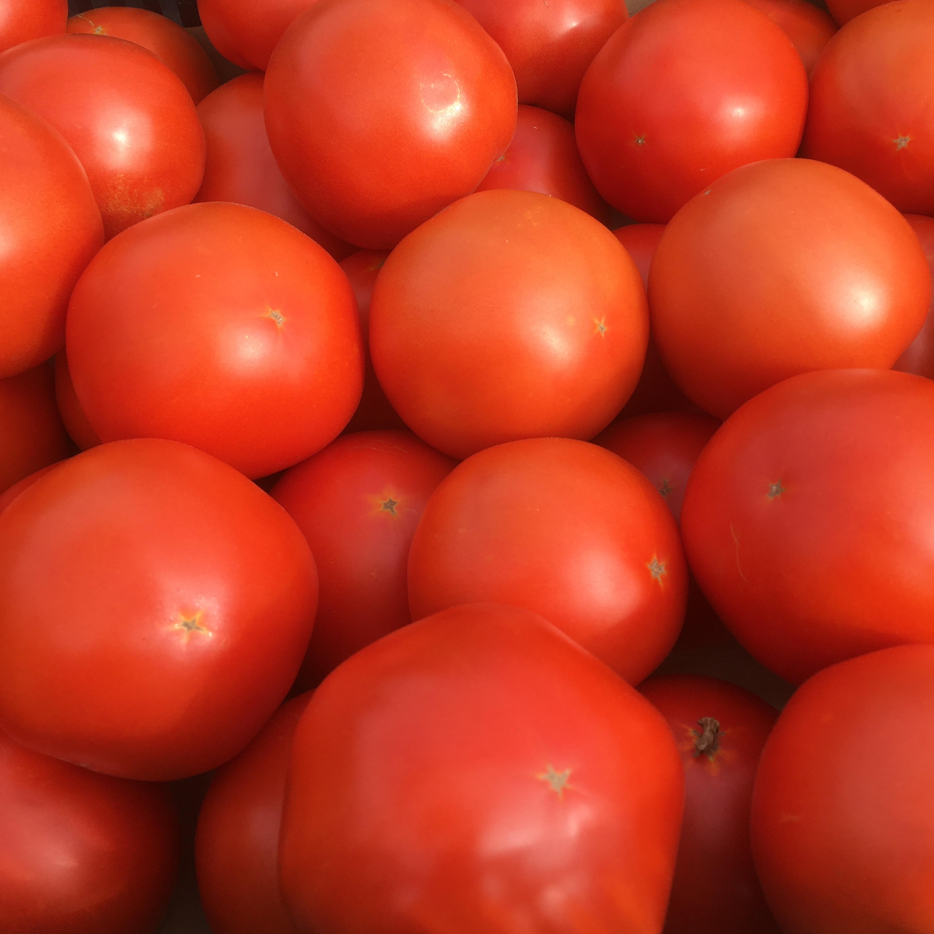 Bulk Tomato