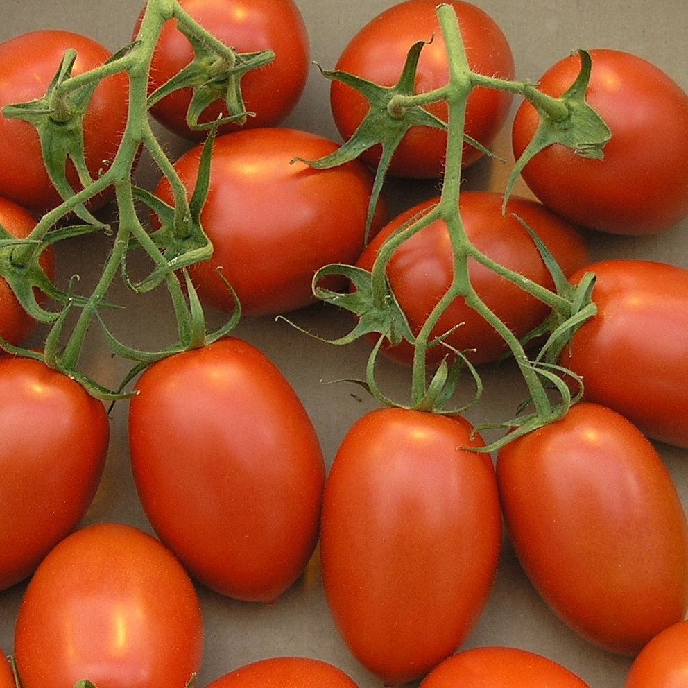 Roma Tomato